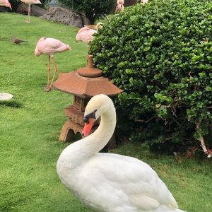 Meet your Posher, Dianne